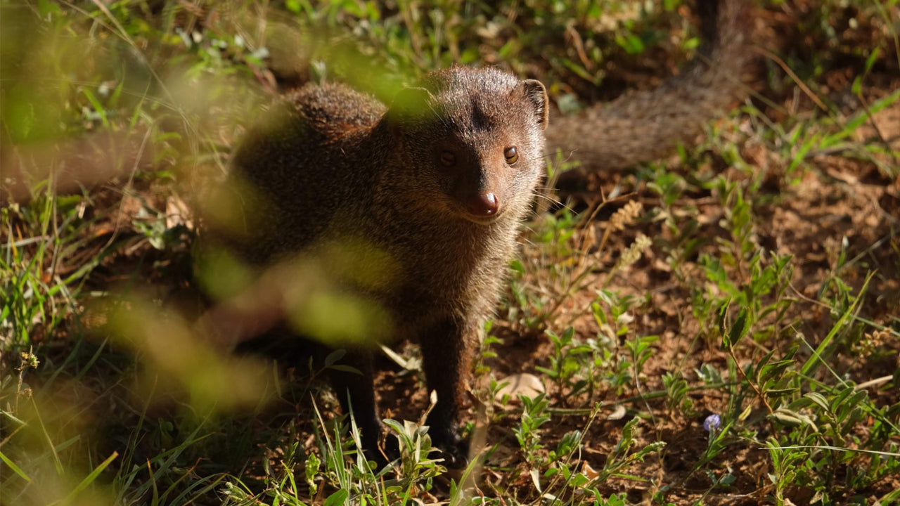 Indgangsbillet til Minneriya National Park