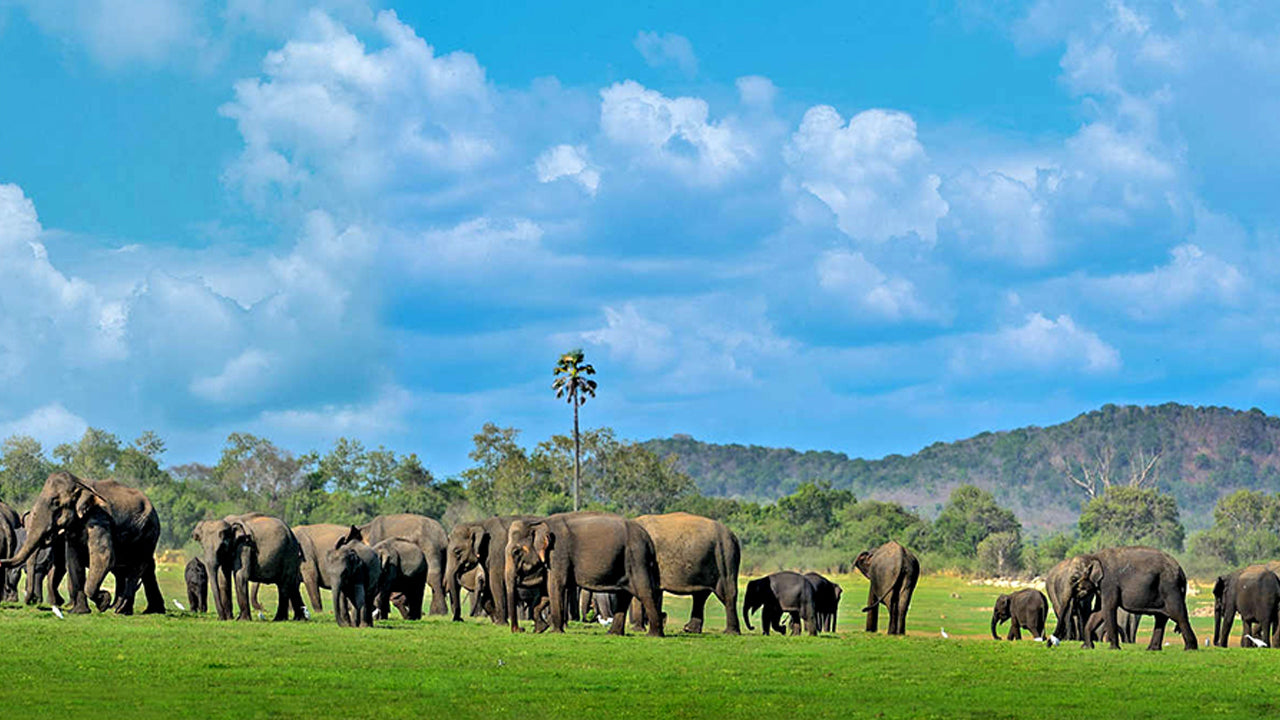 Indgangsbilletter til Kala Wawe National Park