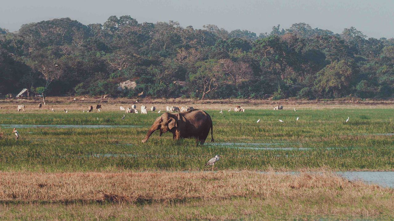 Billetter til Kumana National Park