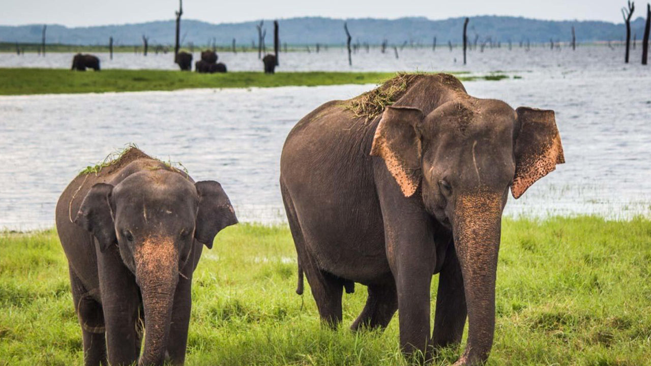 Billetter til Bundala National Park