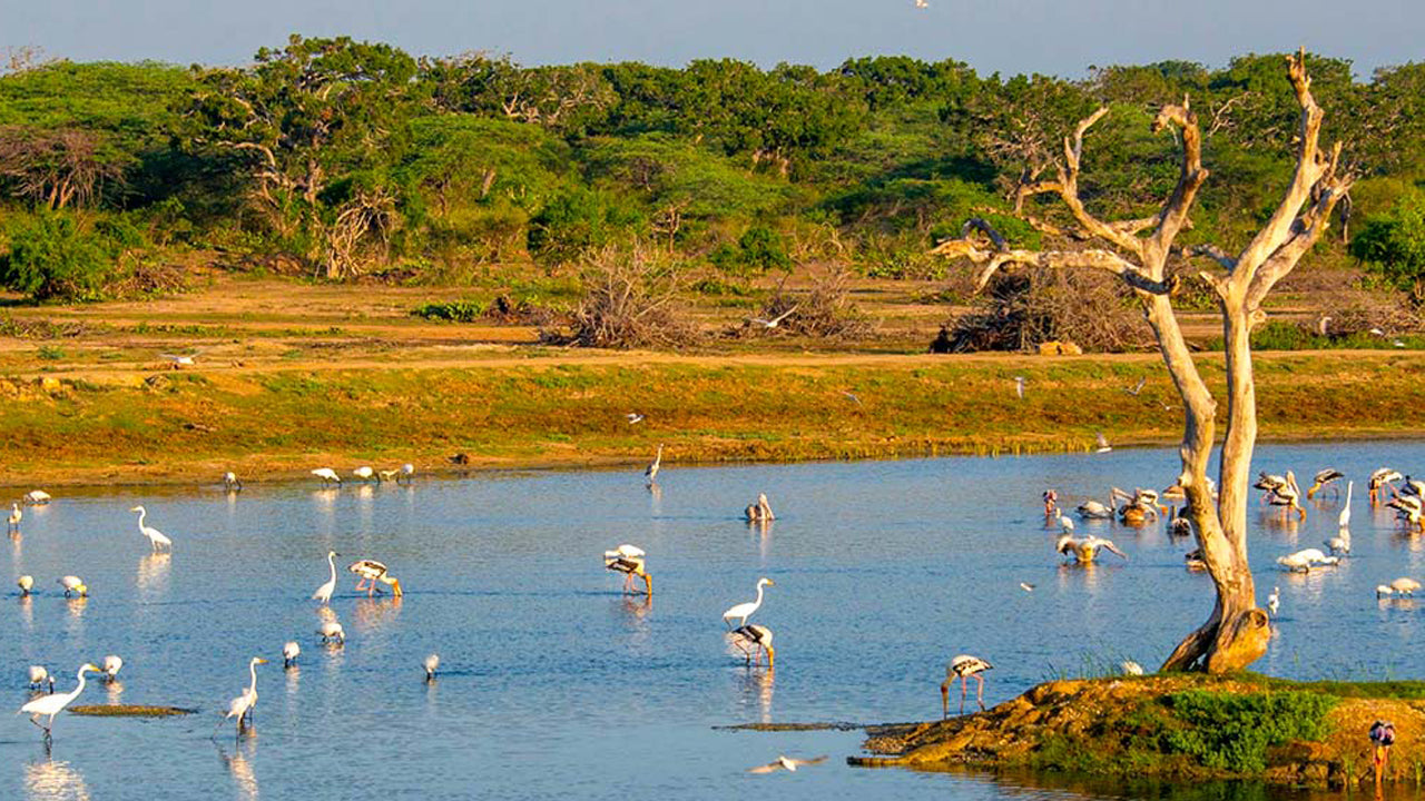 Billetter til Bundala National Park