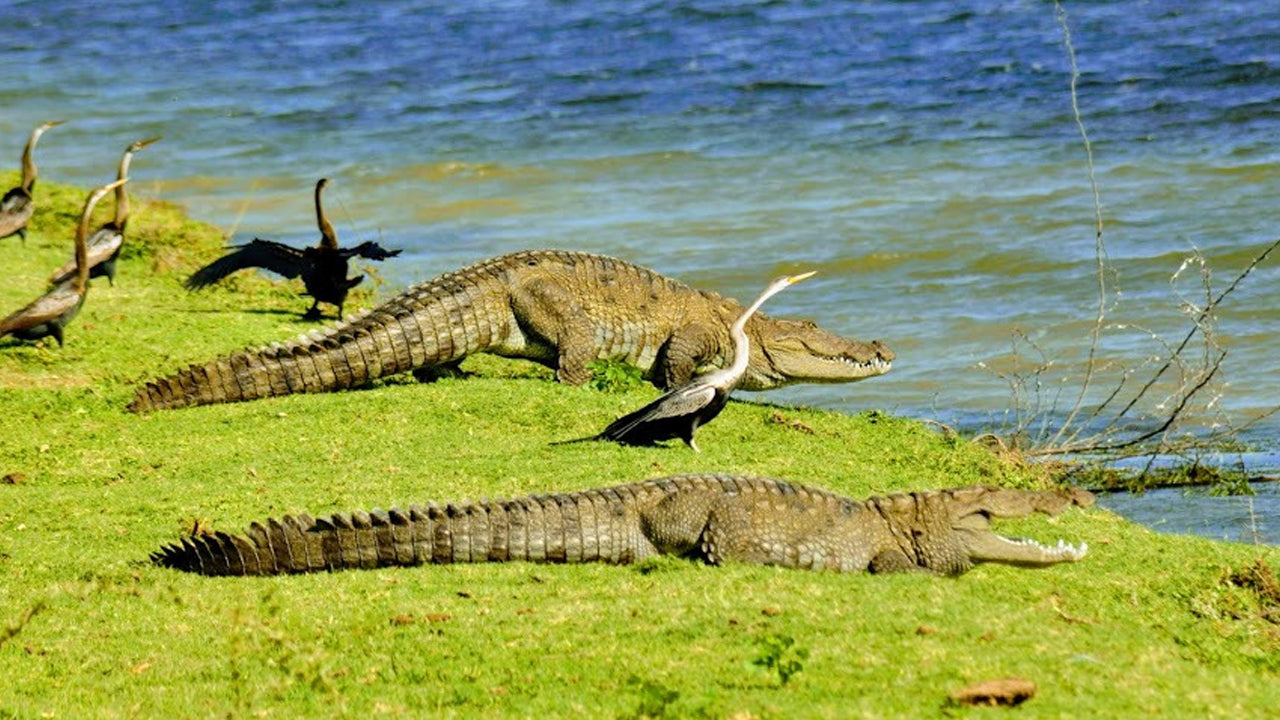 Billetter til Bundala National Park