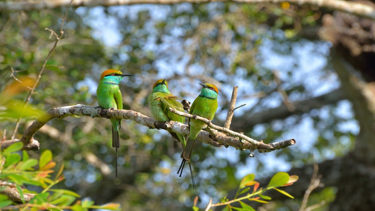 Billetter til Bundala National Park