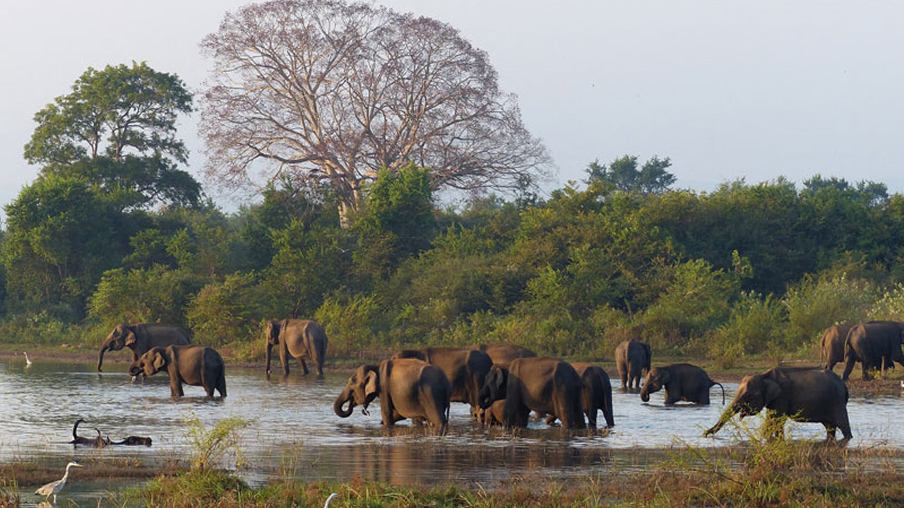 Wasgamuwa National Park Entrébilletter