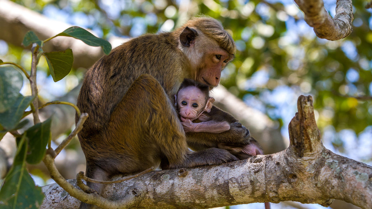 Billetter til Wilpattu National Park