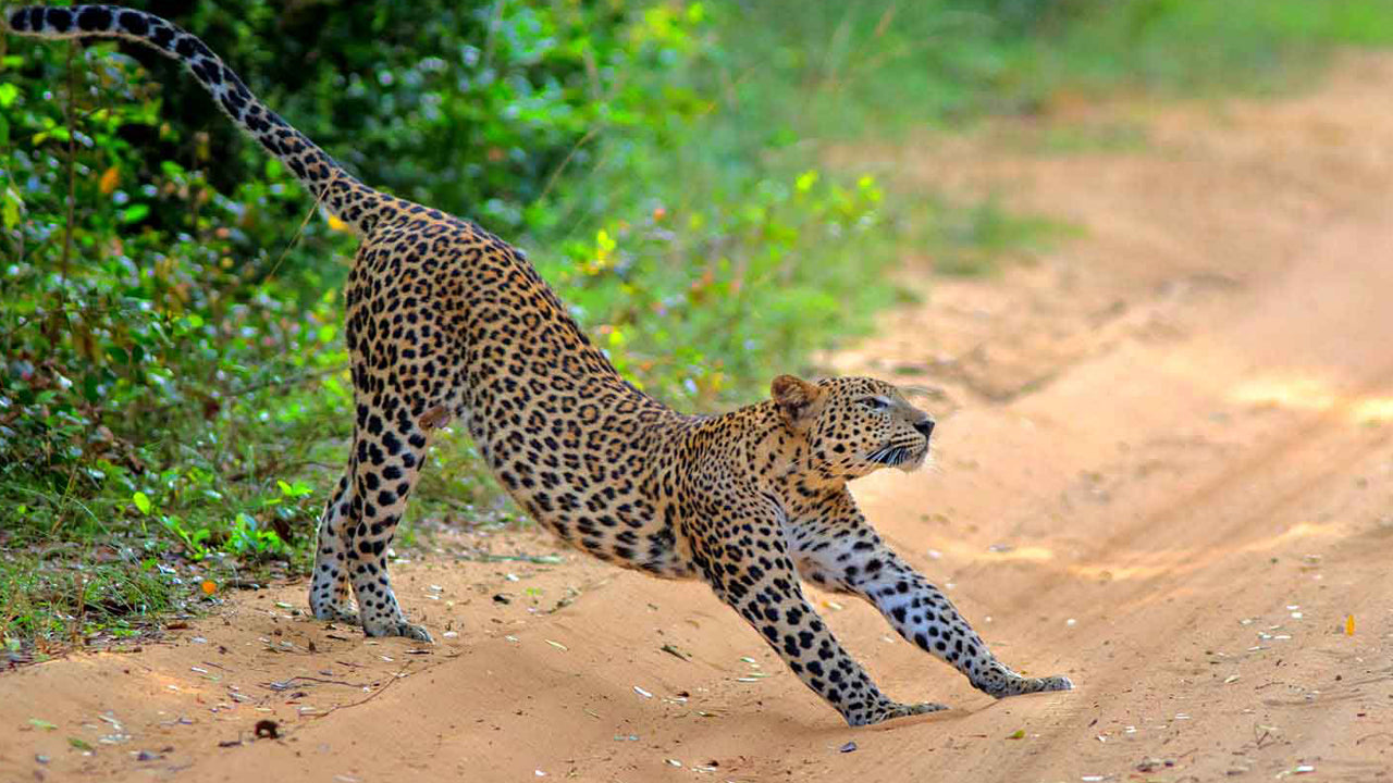 Billetter til Wilpattu National Park