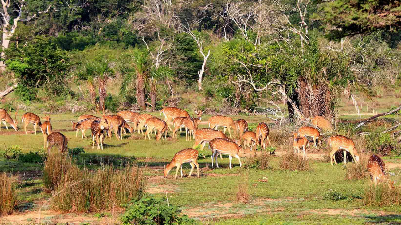 Billetter til Wilpattu National Park