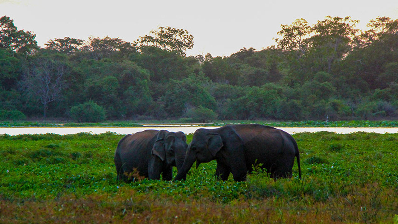 Billetter til Wilpattu National Park