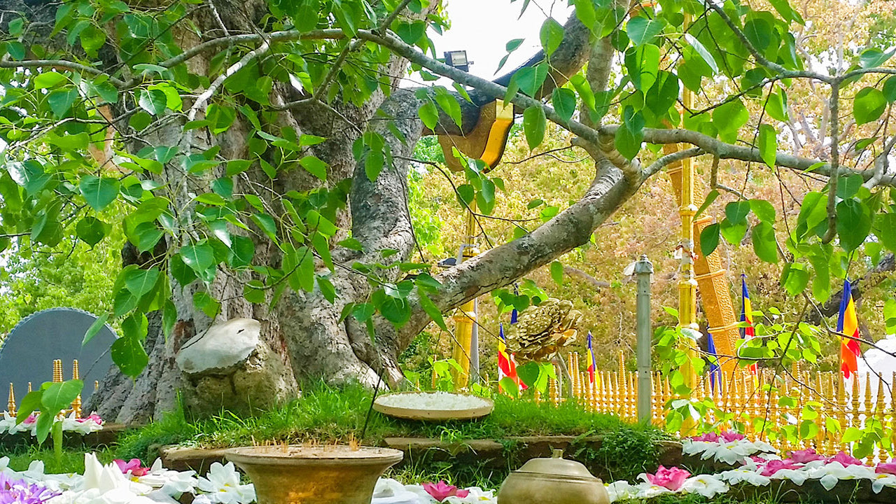 Indgangsbillet til Anuradhapura Sacred Area