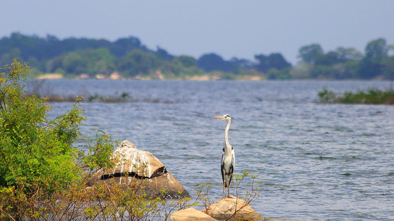 Gal Oya National Park Entrébilletter