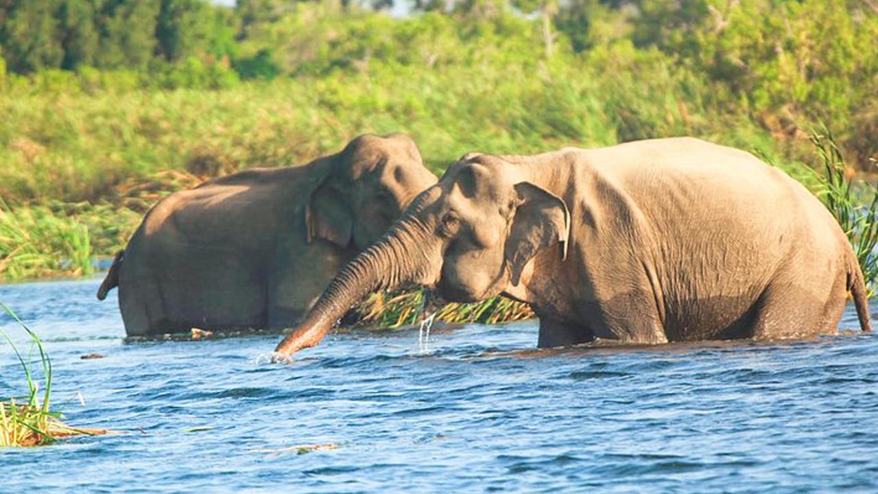 Gal Oya National Park Entrébilletter