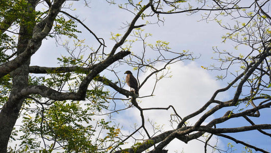 Fuglekiggeri ved Anawilundawa Sanctuary fra Kalpitiya
