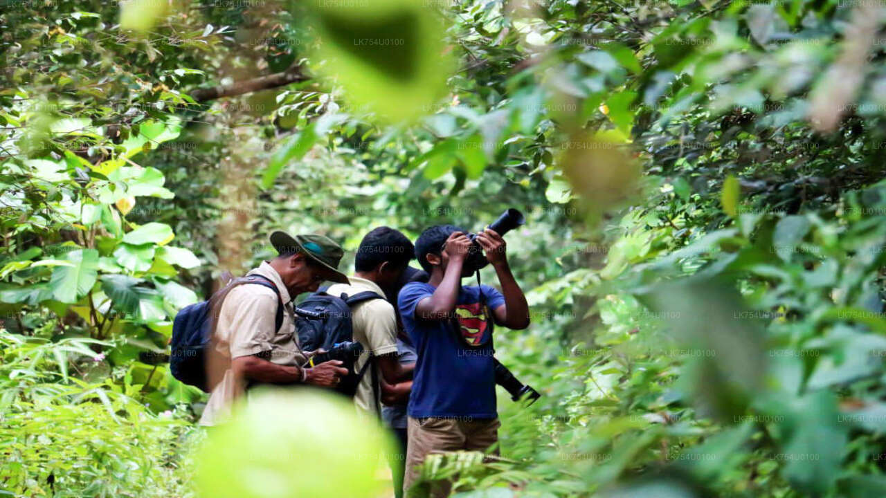 Fuglekikkeri fra Sinharaja Rainforest