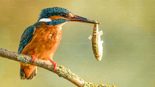 Fuglekiggeri i Kumana National Park
