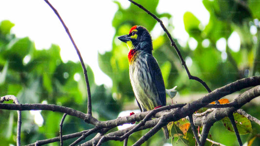 Fuglekiggeri ved Thalangama Wetland fra Mount Lavinia