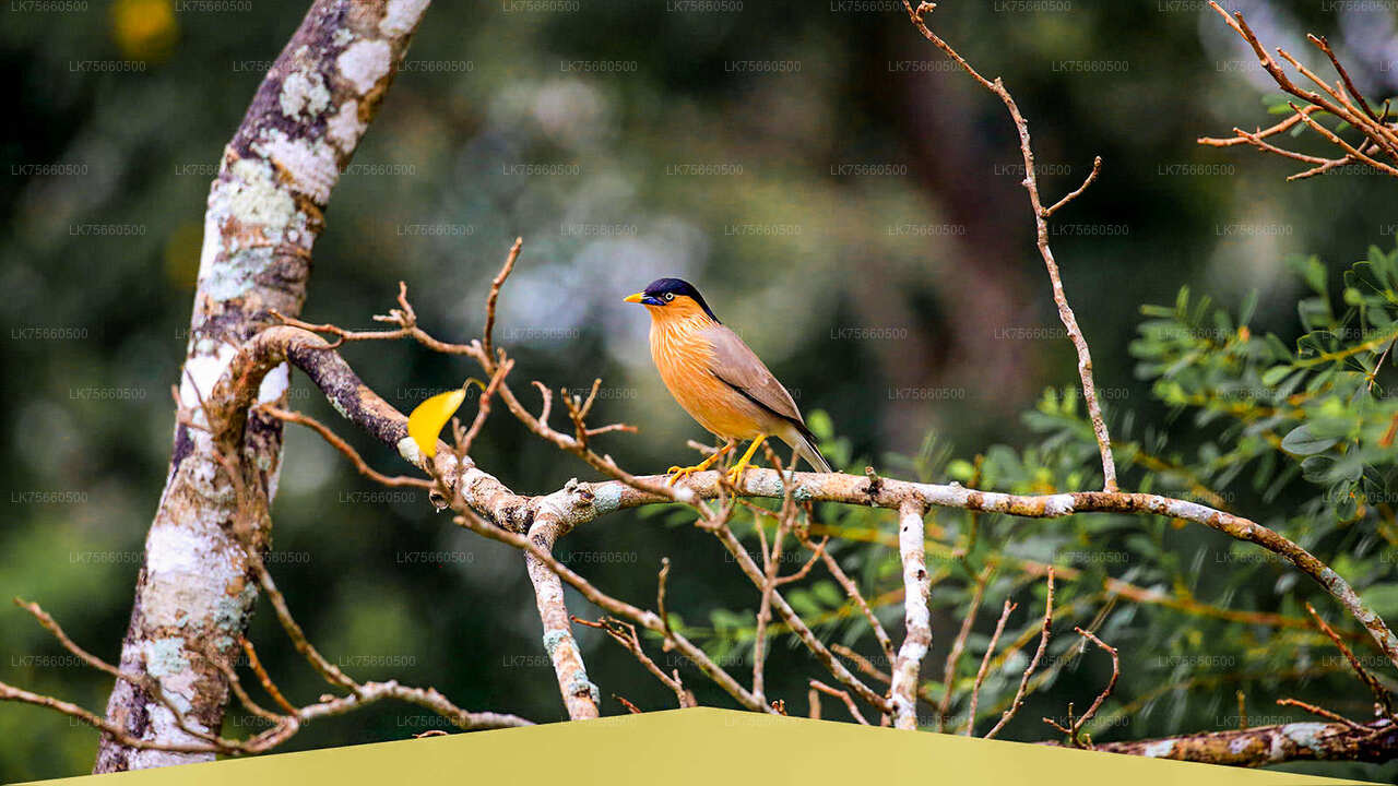 Fuglesafari ved Udawalawe National Park fra Mount Lavinia