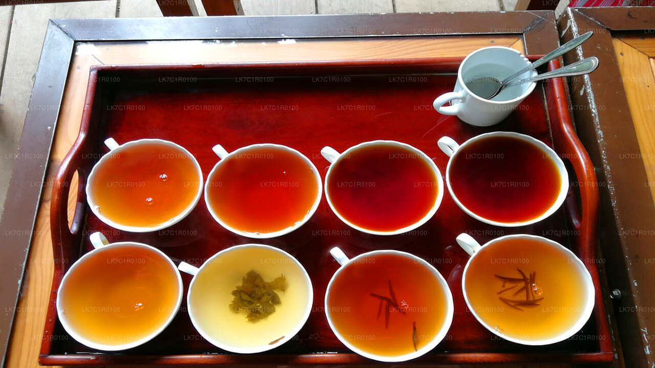 Ceylon te-smagning fra Nuwara Eliya