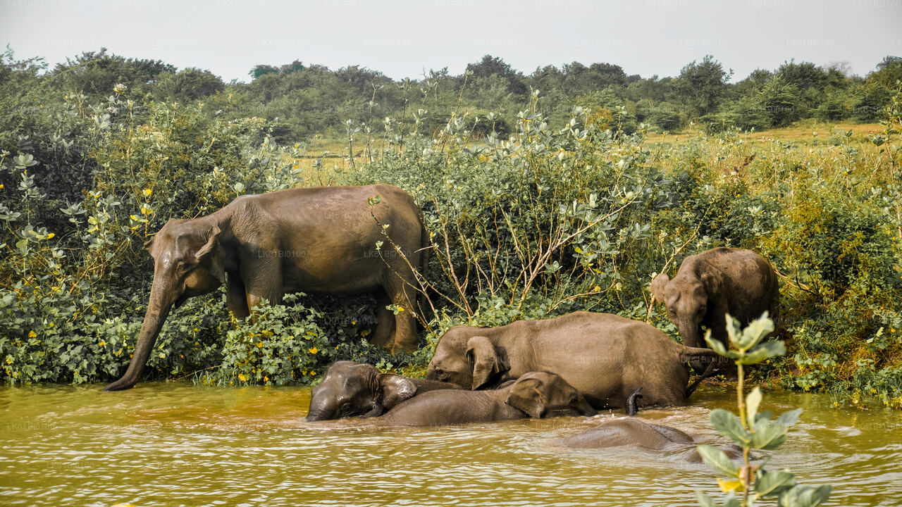 Udawalawe Nationalpark Safari fra Hambantota Havn