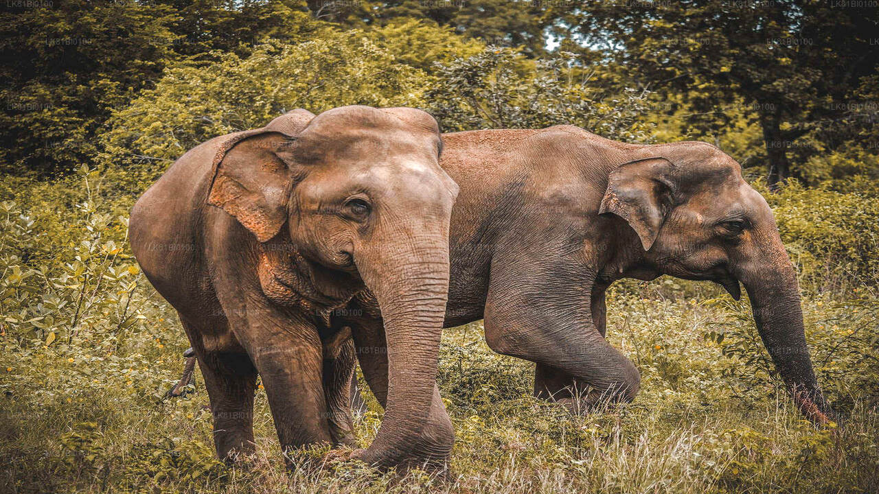 Udawalawe Nationalpark Safari fra Hambantota Havn
