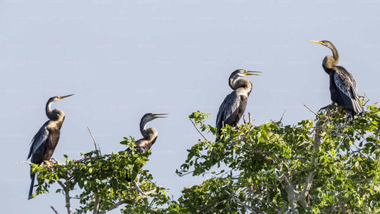 Bundala National Park Safari fra Hambantota havn