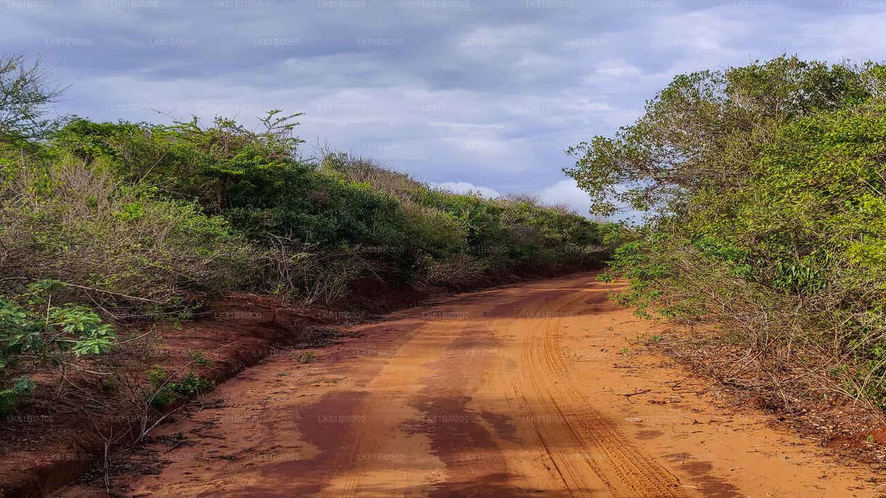 Bundala National Park Safari fra Hambantota havn