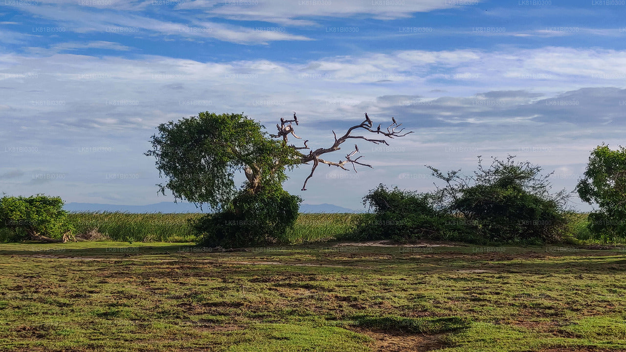 Bundala National Park Safari fra Hambantota havn