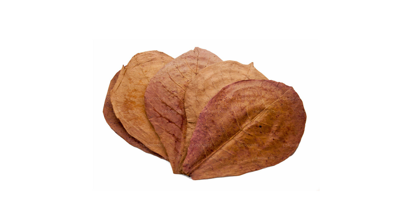 Lakpura Dehydreret (Kottan, Kottamba, indisk mandel) Terminalia catappa 100 blade (100 g)