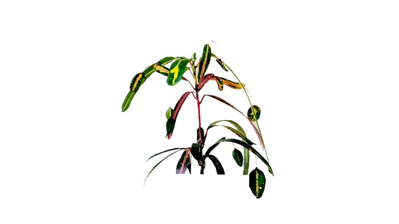 Lakpura Victoria Gold Bell Croton (50 blade)